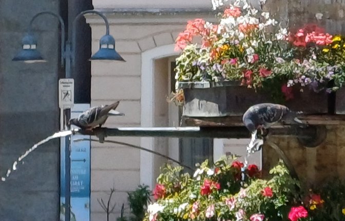 Neue Disziplin bei sommerlicher Hitze: Synchrontrinken der Tauben am Vaihinger Marktplatzbrunnen.  <span class='image-autor'>Foto: Rücker</span>