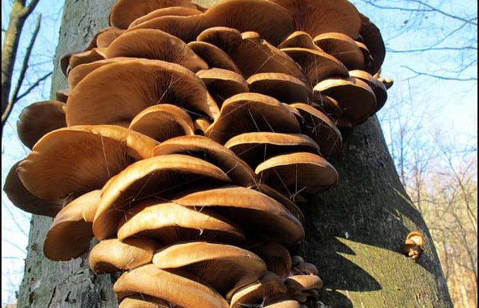 Prachtkerle: Austernseitlinge aus Gündelbach. Foto: Thalhäuser