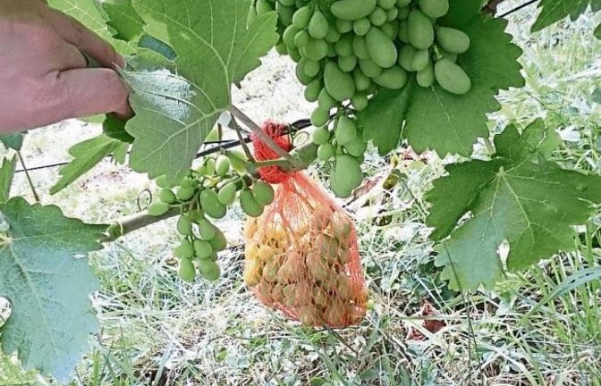 Muskat-Trollinger eingepackt im Netz gegen Bodenfraß – gesehen von Dietmar Rau im Gausberg in Horrheim.