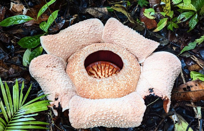 Rafflesien sind sogenannte Schmarotzergewächse.<span class='image-autor'>Foto: Chris Thorogood/dpa</span>