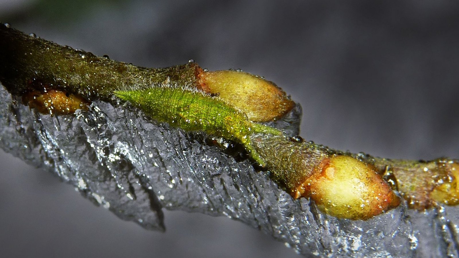 Die grünliche Raupe des Großen Schillerfalters eingefroren an der Knospe einer SalweideFoto: /Günter Künkele Die grünliche Raupe des Großen Schillerfalters eingefroren an der Knospe einer SalweideFoto: /Günter Künkele