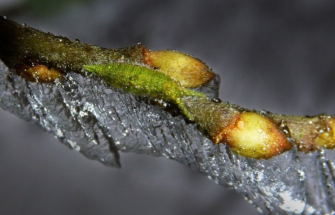 Die grünliche Raupe des Großen Schillerfalters eingefroren an der Knospe einer Salweide<span class='image-autor'>Foto: /Günter Künkele</span>