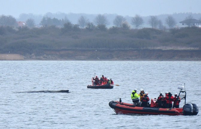 Boote von Greenpeace fahren an einem in der Ostsee liegenden Wal entlang.<span class='image-autor'>Foto: Daniel Bockwoldt/dpa/Daniel Bockwoldt</span>