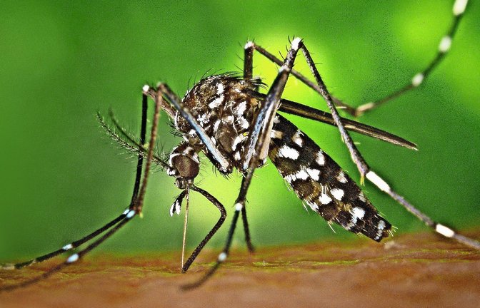 Eine Tigermücke sticht zu.<span class='image-autor'>Foto: picture alliance / dpa-tmn</span>