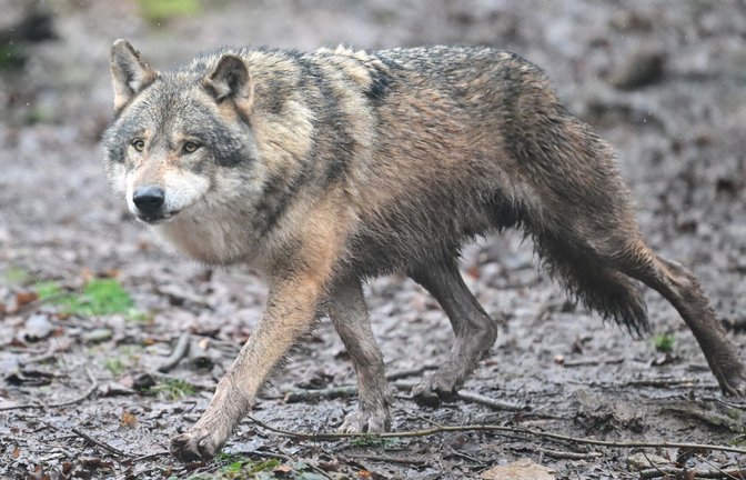 Ein Wolf läuft durch ein Gehege im Tierpark Wildparadies Tripsdrill (Archivbild).<span class='image-autor'>Foto: Bernd Weißbrod/dpa/Bernd Weißbrod</span>
