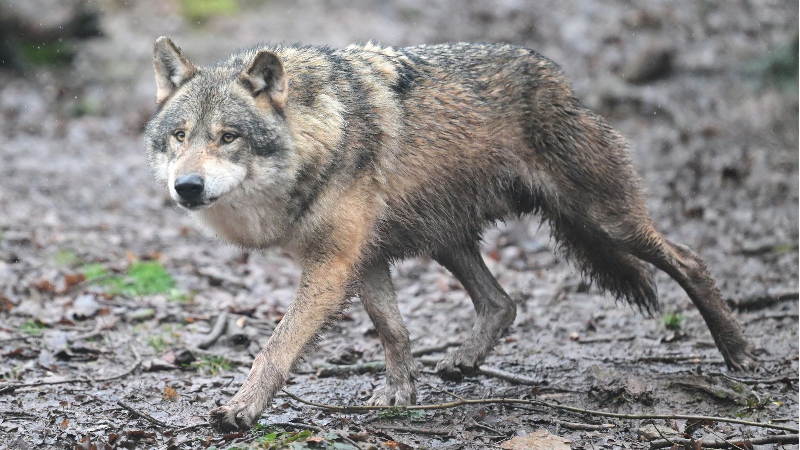 Ein Wolf läuft durch ein Gehege im Tierpark Wildparadies Tripsdrill (Archivbild).Foto: Bernd Weißbrod/dpa/Bernd Weißbrod