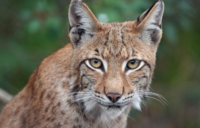 Ein junger Luchs (Symbolbild).<span class='image-autor'>Foto: dpa/Soeren Stache</span>