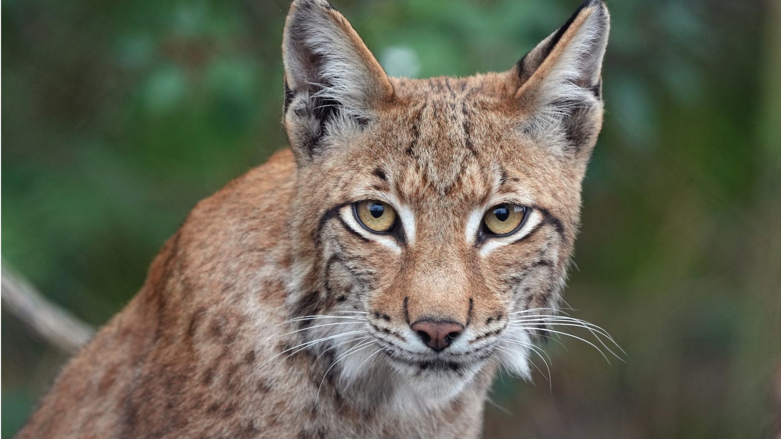 Ein junger Luchs (Symbolbild).Foto: dpa/Soeren Stache Ein junger Luchs (Symbolbild).Foto: dpa/Soeren Stache