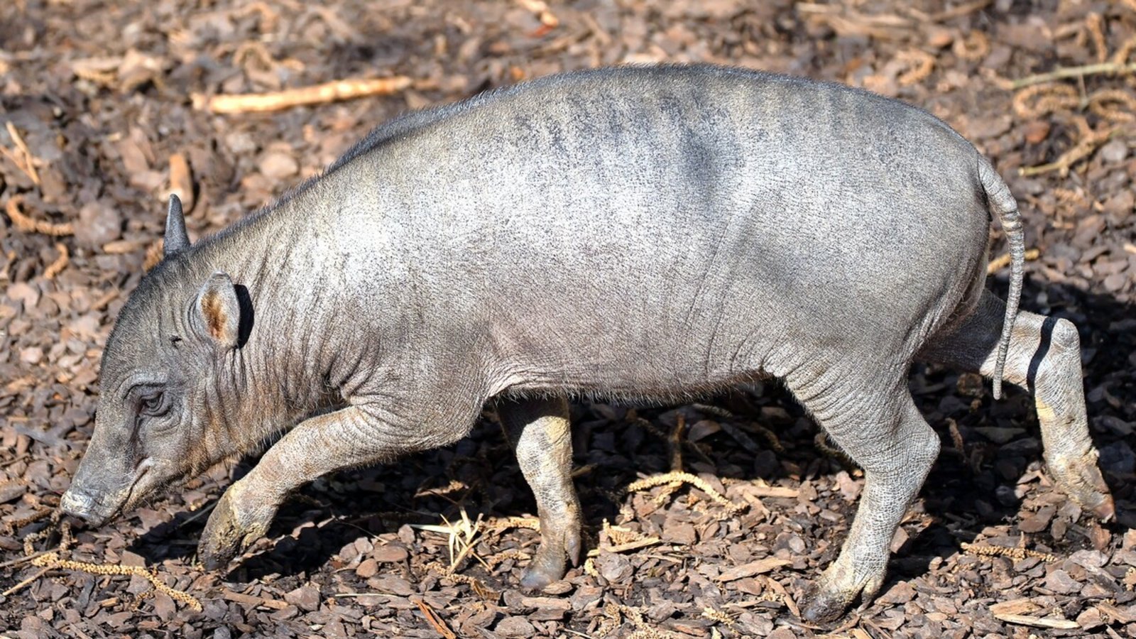 Das kleine Hirscheber-Ferkel in der Stuttgarter WilhelmaFoto: Wilhelma Stuttgart/Birger Meierjohann
