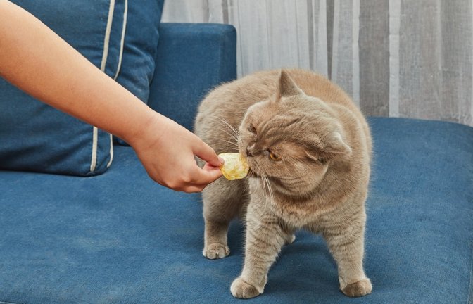 Erfahren Sie, ob Katzen Chips essen können und welche gesundheitlichen Bedenken es geben könnte.<span class='image-autor'>Foto: AlexDonin / Shutterstock.com</span>
