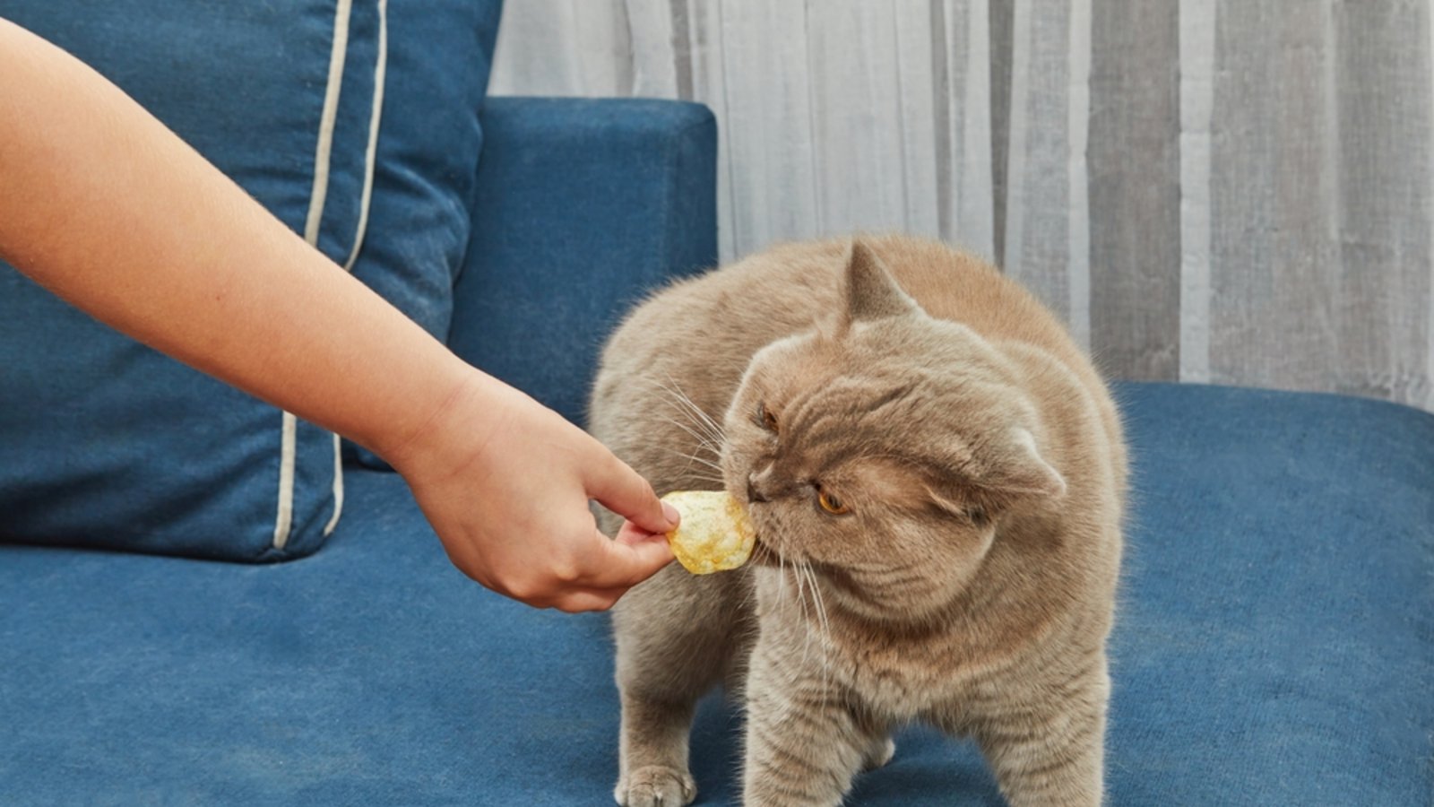 Erfahren Sie, ob Katzen Chips essen können und welche gesundheitlichen Bedenken es geben könnte.Foto: AlexDonin / Shutterstock.com Erfahren Sie, ob Katzen Chips essen können und welche gesundheitlichen Bedenken es geben könnte.Foto: AlexDonin / Shutterstock.com