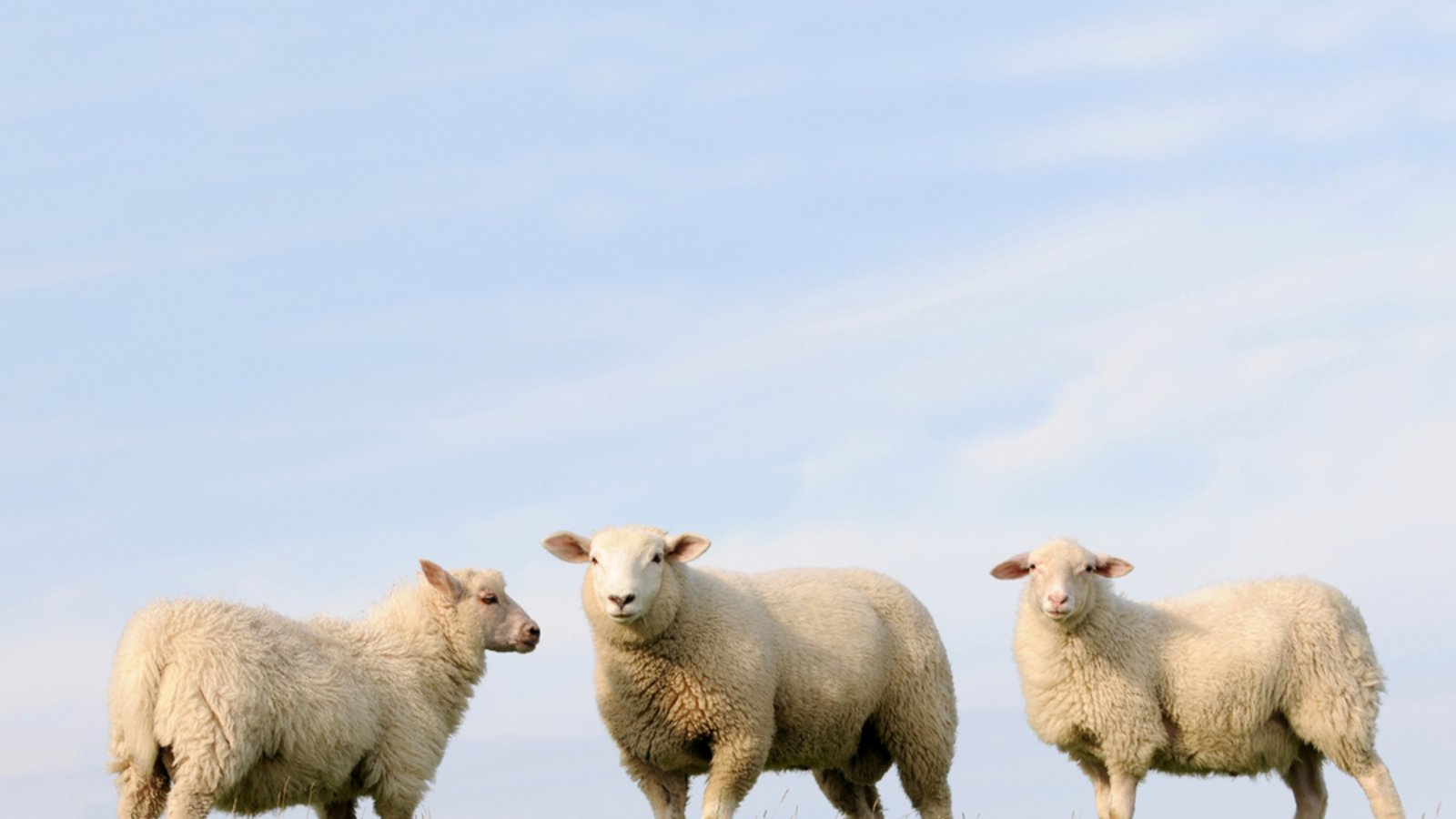 Nach der kalten Sophie ist vor der Schafskälte.Foto: schubbel / shutterstock.com Nach der kalten Sophie ist vor der Schafskälte.Foto: schubbel / shutterstock.com