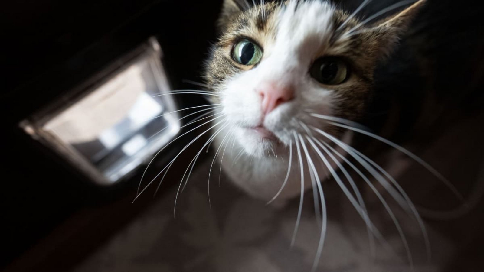 Eine Hauskatze hat in Baden-Baden in Abwesenheit ihrer Besitzerin deren Wohnung unter Wasser gesetzt (Symbolfoto).Marijan Murat/dpa Eine Hauskatze hat in Baden-Baden in Abwesenheit ihrer Besitzerin deren Wohnung unter Wasser gesetzt (Symbolfoto).Marijan Murat/dpa