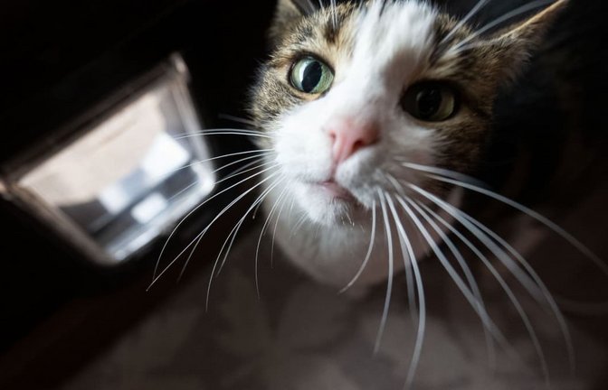 Eine Hauskatze hat in Baden-Baden in Abwesenheit ihrer Besitzerin deren Wohnung unter Wasser gesetzt (Symbolfoto).<span class='image-autor'>Marijan Murat/dpa</span>