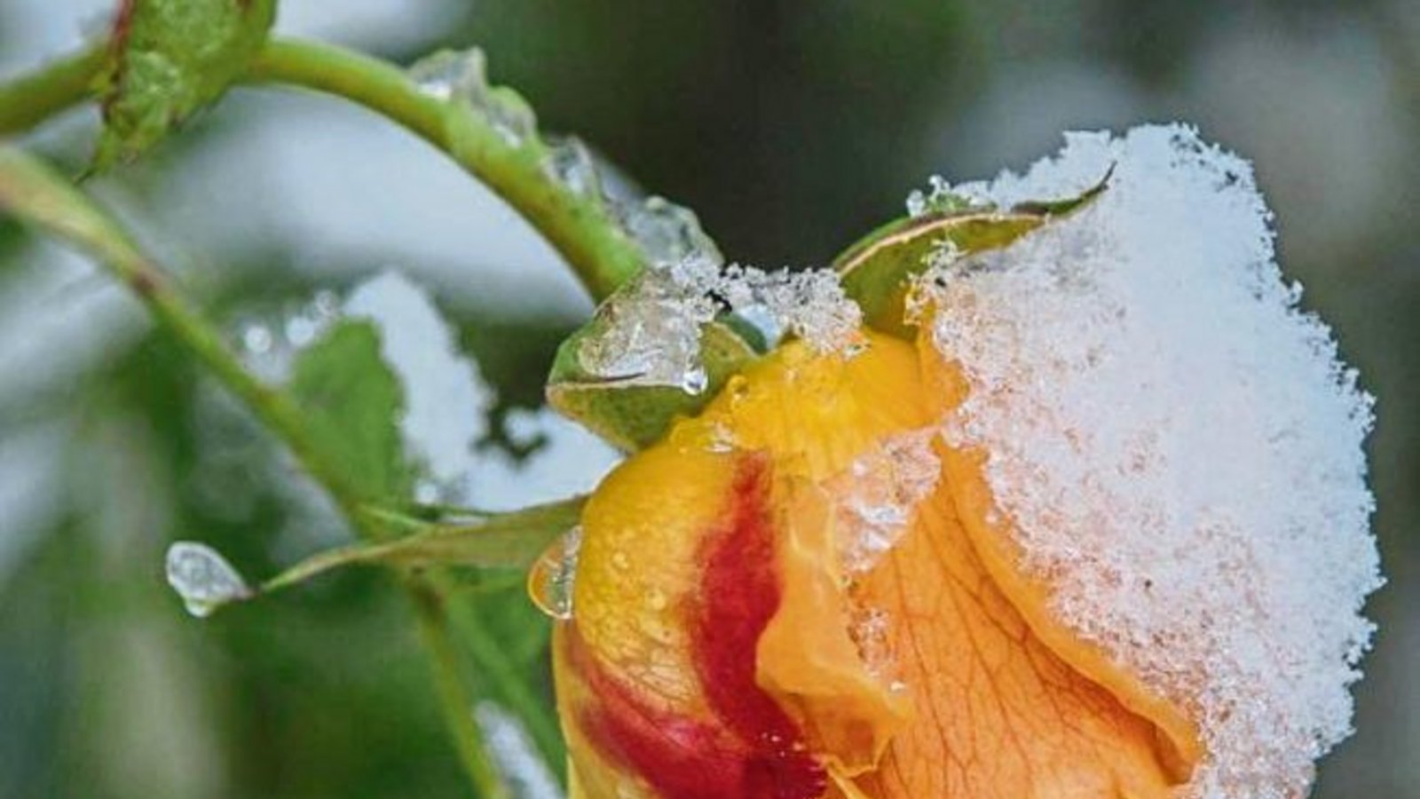 Aufgrund der milden Temperaturen gingen an diesem Rosenstrauch in Vaihingen noch bis zu zehn Blüten auf. Damit ist es jetzt vorbei. Foto: Rösner