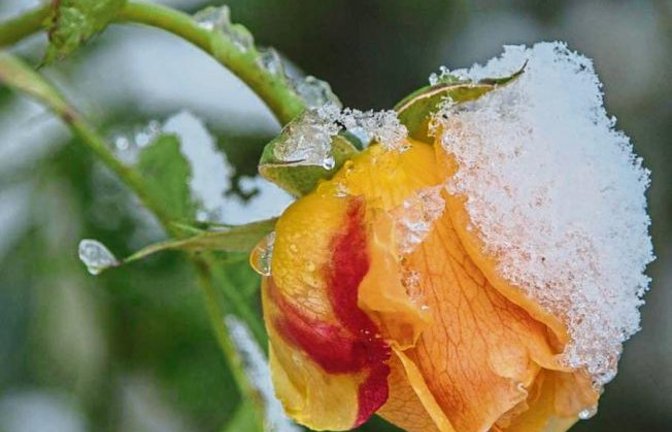 Aufgrund der milden Temperaturen gingen an diesem Rosenstrauch in Vaihingen noch bis zu zehn Blüten auf. Damit ist es jetzt vorbei. Foto: Rösner