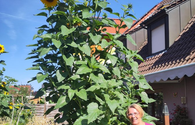 Imposante Erscheinung im Garten von Petra Oetinger aus Horrheim: Die größte Sonnenblume misst rund 3,30 Meter. „Ich stehe neben einer noch kleinen, die aber auch größer ist als ich.“ Warum die Sonnenblume so in die Höhe schießt? „Ich denke, sie wurde so groß, weil fast neben dem Kompost steht.“ <span class='image-autor'>Foto: p</span>
