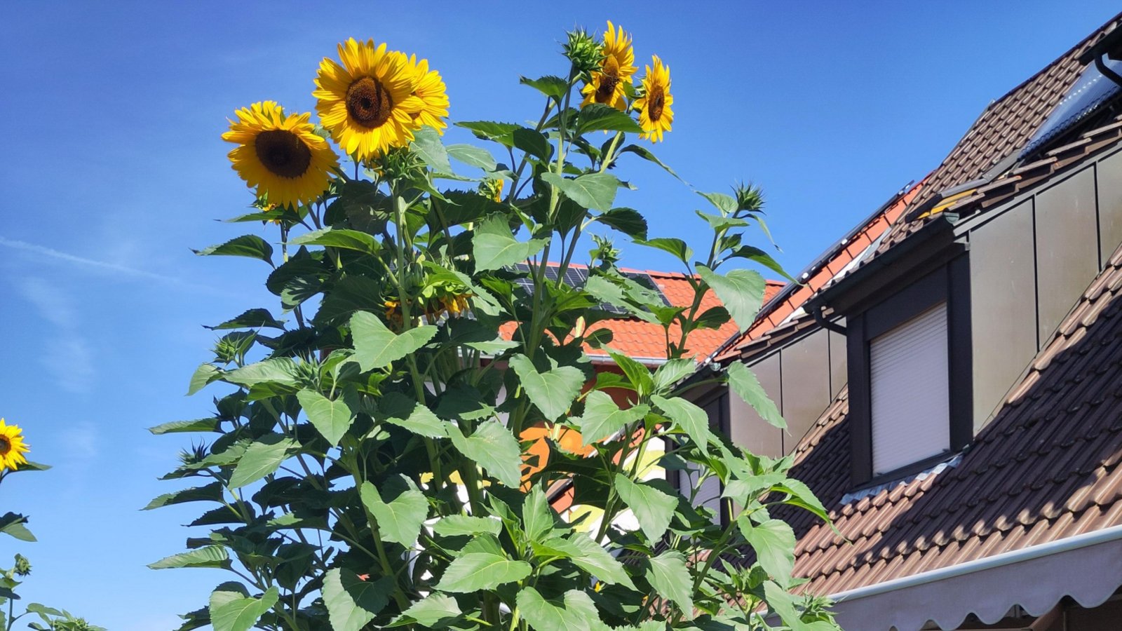 Imposante Erscheinung im Garten von Petra Oetinger aus Horrheim: Die größte Sonnenblume misst rund 3,30 Meter. „Ich stehe neben einer noch kleinen, die aber auch größer ist als ich.“ Warum die Sonnenblume so in die Höhe schießt? „Ich denke, sie wurde so groß, weil fast neben dem Kompost steht.“ Foto: p Imposante Erscheinung im Garten von Petra Oetinger aus Horrheim: Die größte Sonnenblume misst rund 3,30 Meter. „Ich stehe neben einer noch kleinen, die aber auch größer ist als ich.“ Warum die Sonnenblume so in die Höhe schießt? „Ich denke, sie wurde so groß, weil fast neben dem Kompost steht.“ Foto: p