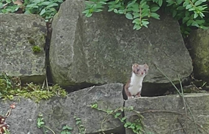 mauswiesel schweizer