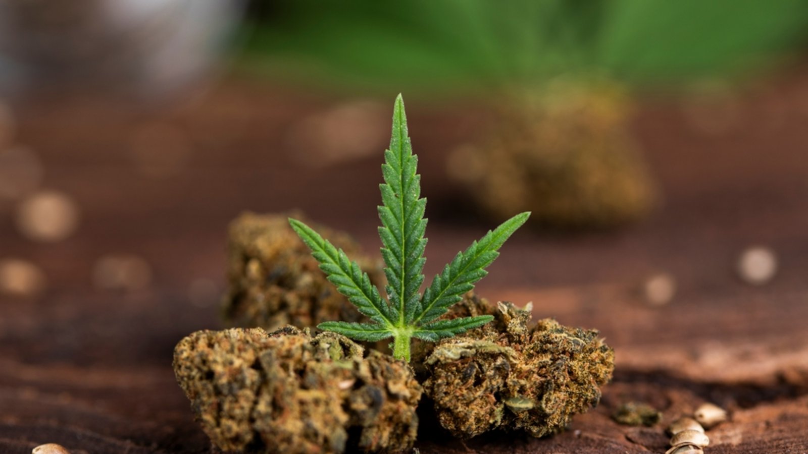 Das Thema "Cannabis" könnte zum Streitthema unter den Parteien werden.Foto: Sebastian Duda / shutterstock.com