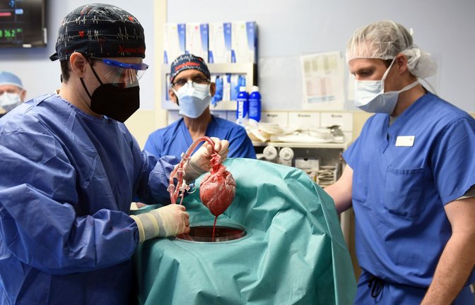 Die erste Transplantation eines Schweineherzens galt als Durchbruch auf dem Gebiet der Xenotransplantation.<span class='image-autor'>Foto: Mark Teske/University of Maryland School of Medicine/AP/dpa</span>