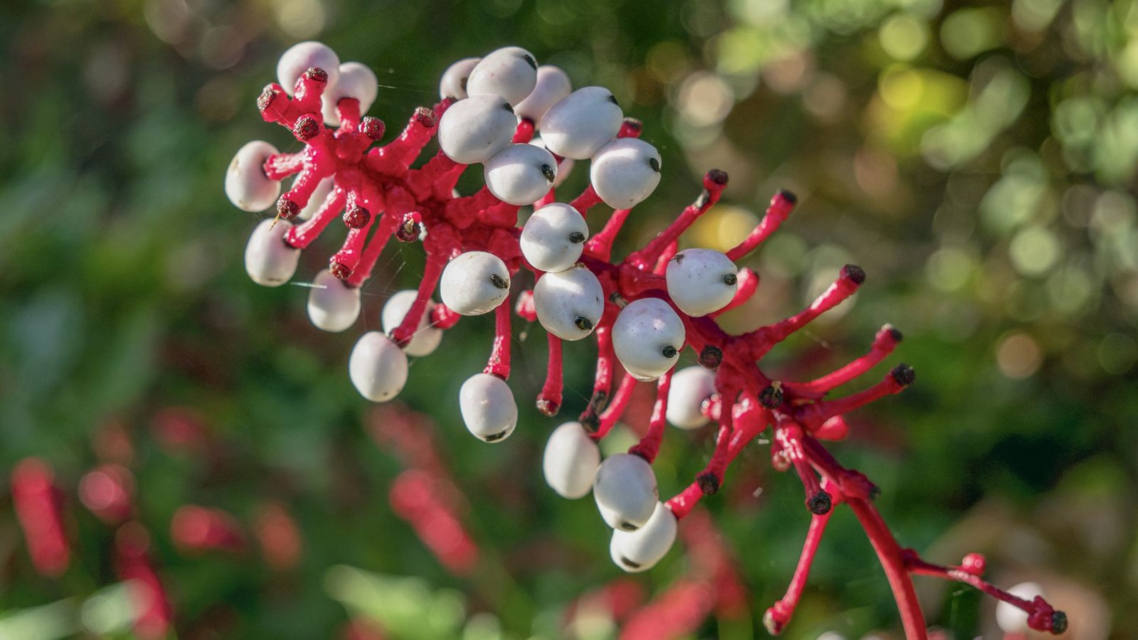 Weißfrüchtiges Christophskraut (Actaea pachypoda): Diese in Nordamerika beheimatete Pflanze wird auch „Doll’s Eyes“ (Puppenaugen) genannt wegen ihrer weißen, mit schwarzem Punkt versehenen Früchten. Für Vögel sind die Beeren ungefährlich, der Verzehr durch den Menschen führt zu einer Lähmung des Herzmuskels und zum Herzstillstand.Foto: Imago/Depositphotos Weißfrüchtiges Christophskraut (Actaea pachypoda): Diese in Nordamerika beheimatete Pflanze wird auch „Doll’s Eyes“ (Puppenaugen) genannt wegen ihrer weißen, mit schwarzem Punkt versehenen Früchten. Für Vögel sind die Beeren ungefährlich, der Verzehr durch den Menschen führt zu einer Lähmung des Herzmuskels und zum Herzstillstand.Foto: Imago/Depositphotos