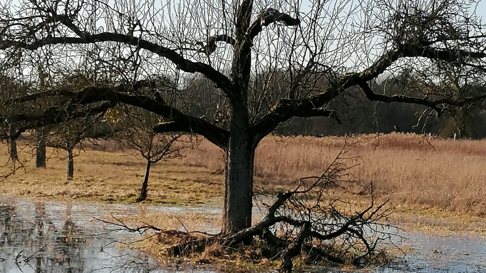 Spiegelungseffekte auf einer Wiese bei Schmie.  Foto: Banholzer