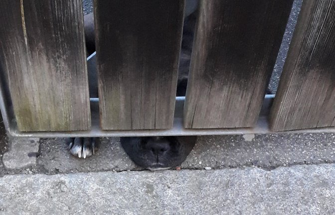 Neugieriger Hund bei der Durchgangskontrolle. Gesehen in Vaihingen.  <span class='image-autor'>Foto: Rücker</span>