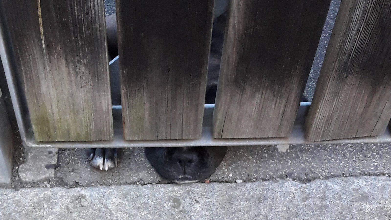 Neugieriger Hund bei der Durchgangskontrolle. Gesehen in Vaihingen.  Foto: Rücker