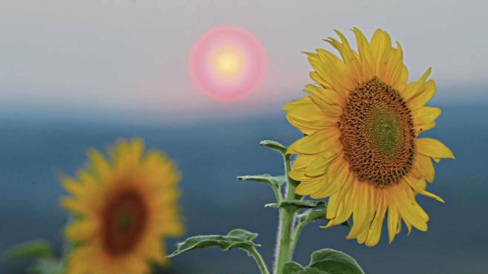 Sonnenblumen wenden sich bei Roßwag von der untergehenden Sonne ab. Foto: Küppers
