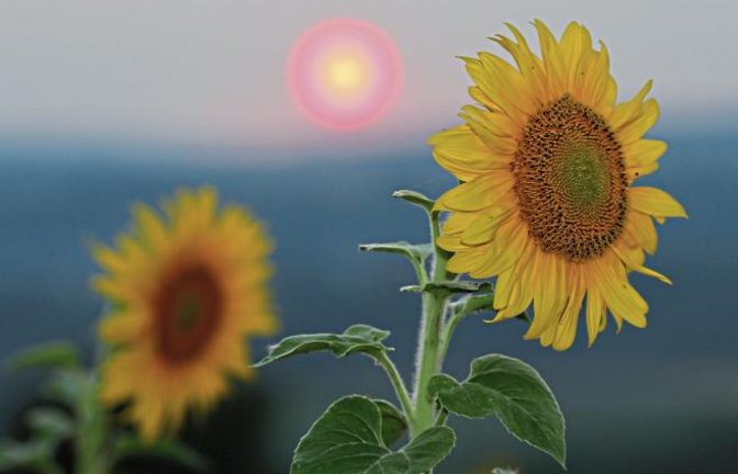 Sonnenblumen wenden sich bei Roßwag von der untergehenden Sonne ab. Foto: Küppers