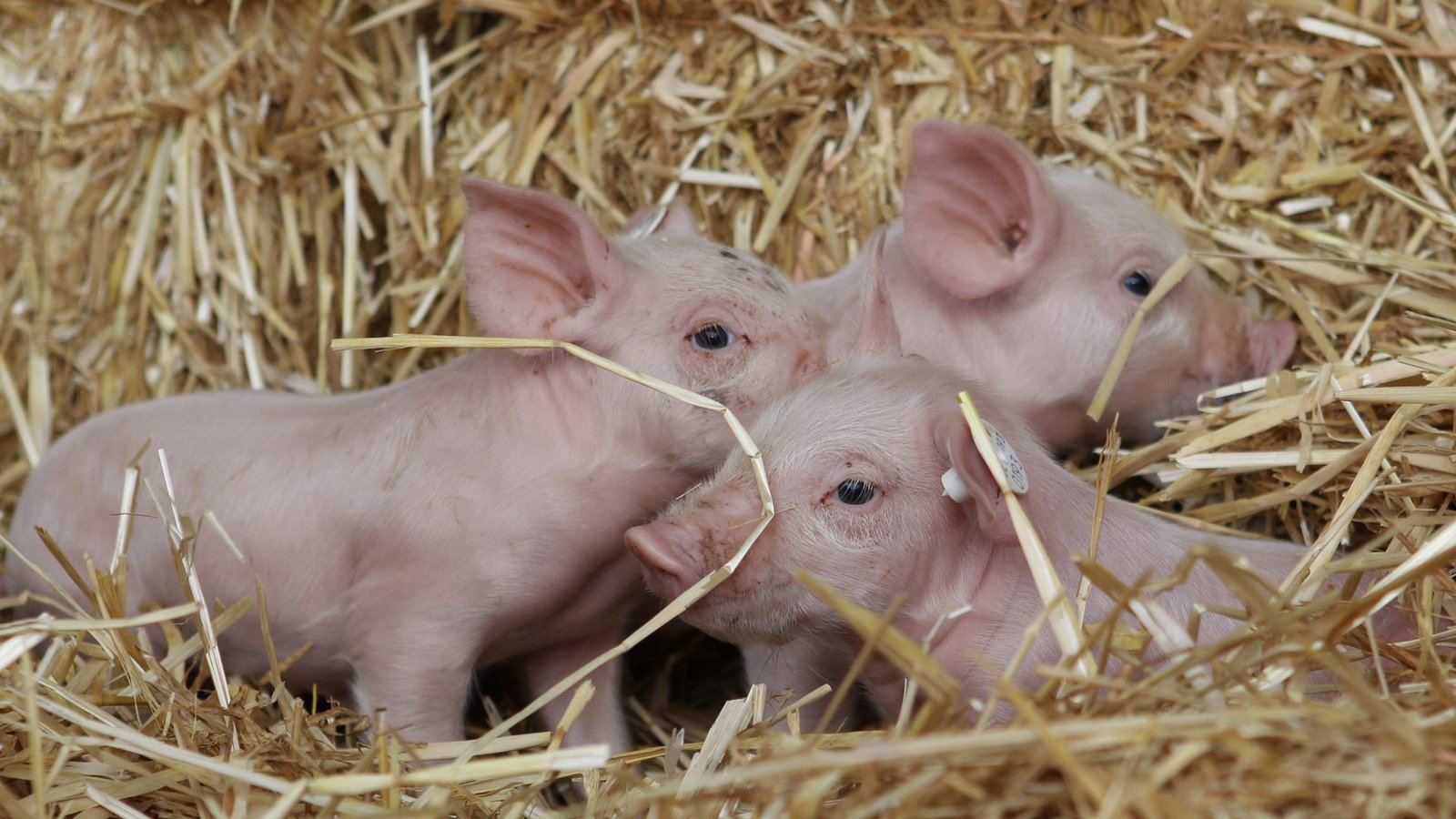 Linken-Chefin Ines Schwerdtner beruft sich gern auf die Fabel von den drei kleinen Schweinchen. (Archivbild)Foto: picture alliance / dpa Linken-Chefin Ines Schwerdtner beruft sich gern auf die Fabel von den drei kleinen Schweinchen. (Archivbild)Foto: picture alliance / dpa