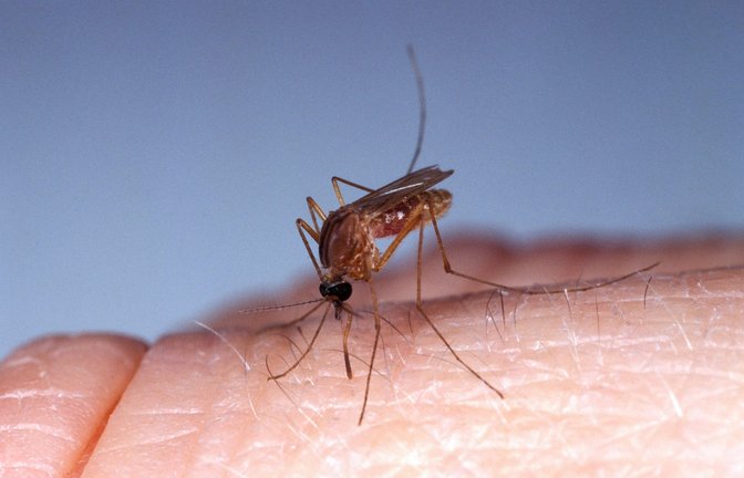 Ein Südliche Hausmücke (culex quinquefasciatus) hat es sich auf einem menschlichen Finger gemütlich gemacht und versucht Blut abzuzapfen.<span class='image-autor'>Foto: Imago/Dreamstime</span>
