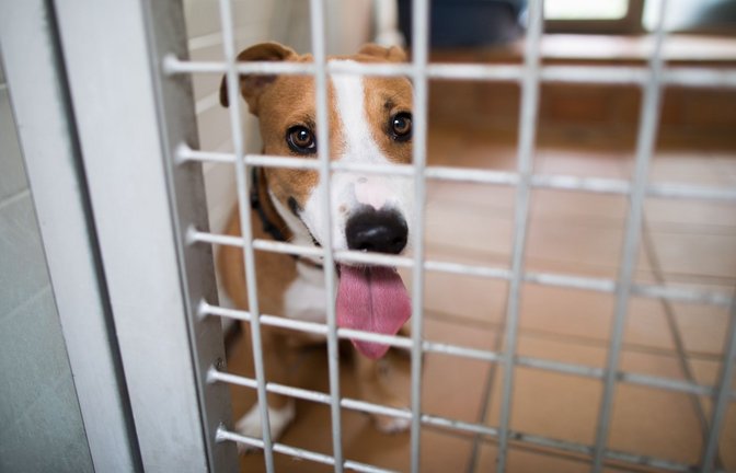 Herrenlose Hunde und Katzen landen immer wieder im Tierheim. Durch eine EU-weite Chip-Pflicht sollen deren Besitzer leichter ausfindig gemacht werden können.<span class='image-autor'>Foto: picture alliance / Jörg Carstensen/dpa</span>