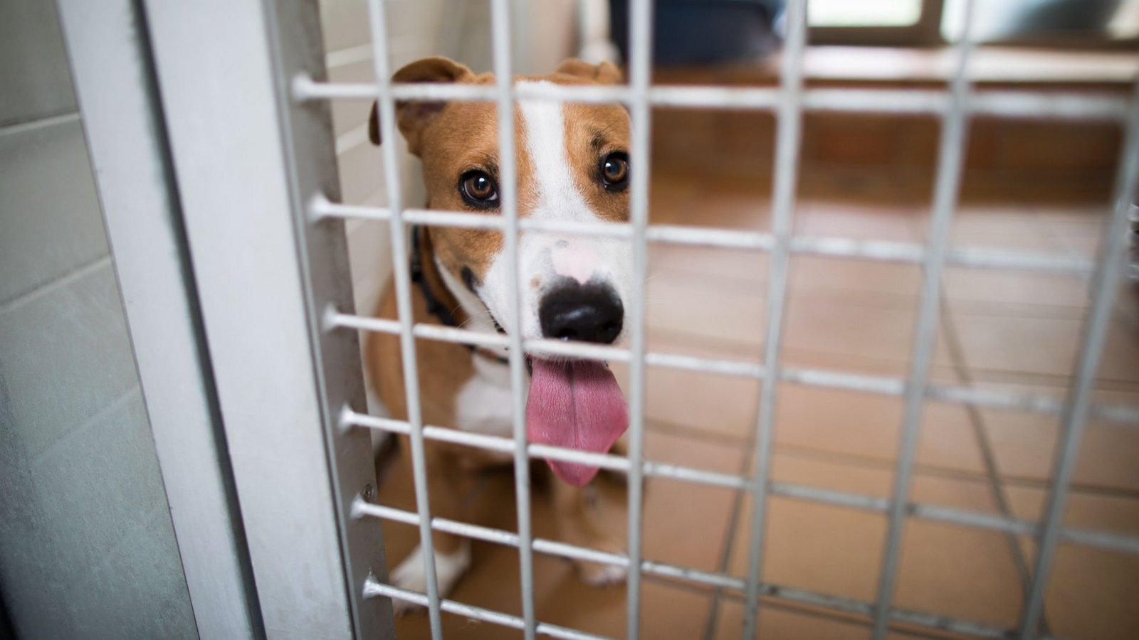 Herrenlose Hunde und Katzen landen immer wieder im Tierheim. Durch eine EU-weite Chip-Pflicht sollen deren Besitzer leichter ausfindig gemacht werden können.Foto: picture alliance / Jörg Carstensen/dpa Herrenlose Hunde und Katzen landen immer wieder im Tierheim. Durch eine EU-weite Chip-Pflicht sollen deren Besitzer leichter ausfindig gemacht werden können.Foto: picture alliance / Jörg Carstensen/dpa