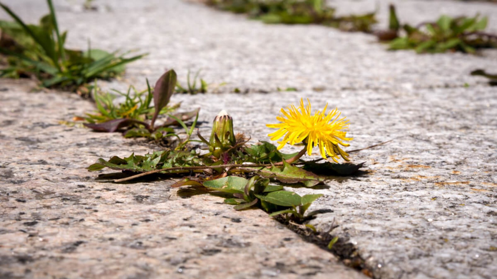 Erfahren Sie, wie Sie heißes Wasser gegen Unkraut anwenden können. So entfernen Sie Unkraut nachhaltig und umweltfreundlich. (Tipps & Anleitung)Foto: Floki / Shutterstock.com