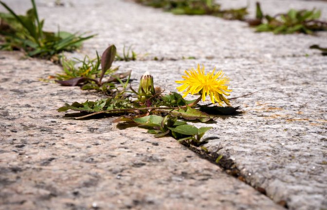 Erfahren Sie, wie Sie heißes Wasser gegen Unkraut anwenden können. So entfernen Sie Unkraut nachhaltig und umweltfreundlich. (Tipps & Anleitung)<span class='image-autor'>Foto: Floki / Shutterstock.com</span>