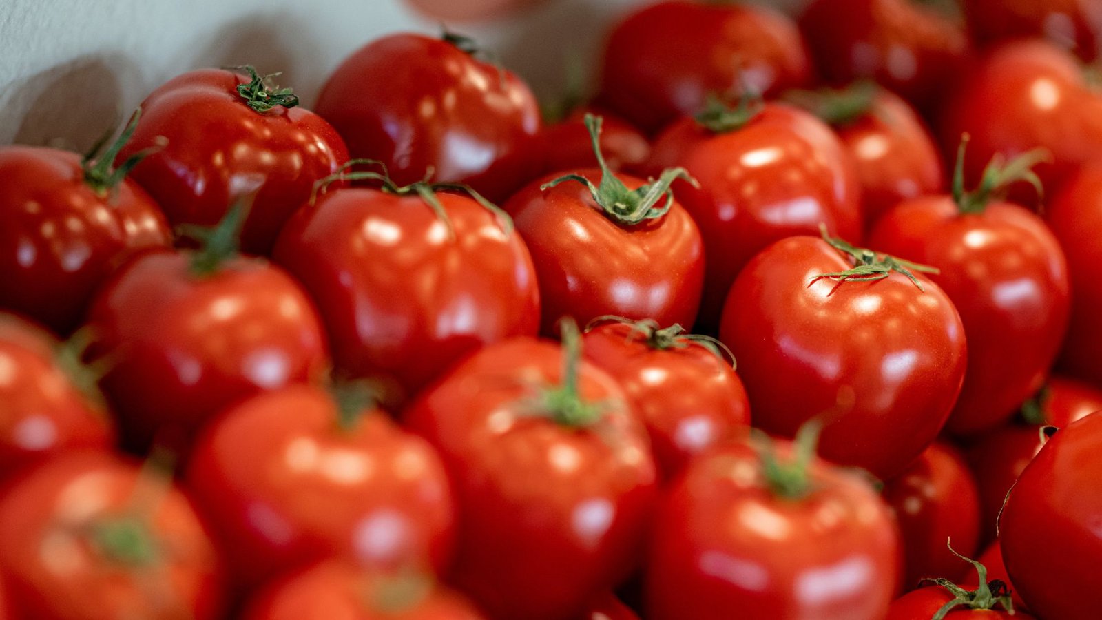 Die Tomaten sehen zum Reinbeißen aus, ob mit oder ohne Alkohol.Foto: Fabian Sommer/dpa Die Tomaten sehen zum Reinbeißen aus, ob mit oder ohne Alkohol.Foto: Fabian Sommer/dpa