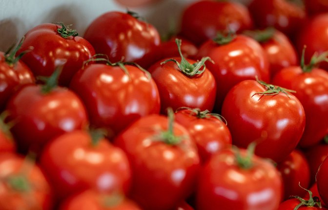 Die Tomaten sehen zum Reinbeißen aus, ob mit oder ohne Alkohol.<span class='image-autor'>Foto: Fabian Sommer/dpa</span>