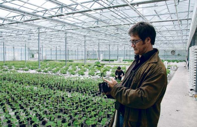 Uli Natterer begutachtet die Gurkenpflanze. Foto: Rücker