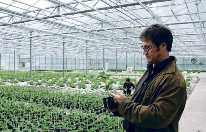 Uli Natterer begutachtet die Gurkenpflanze. Foto: Rücker