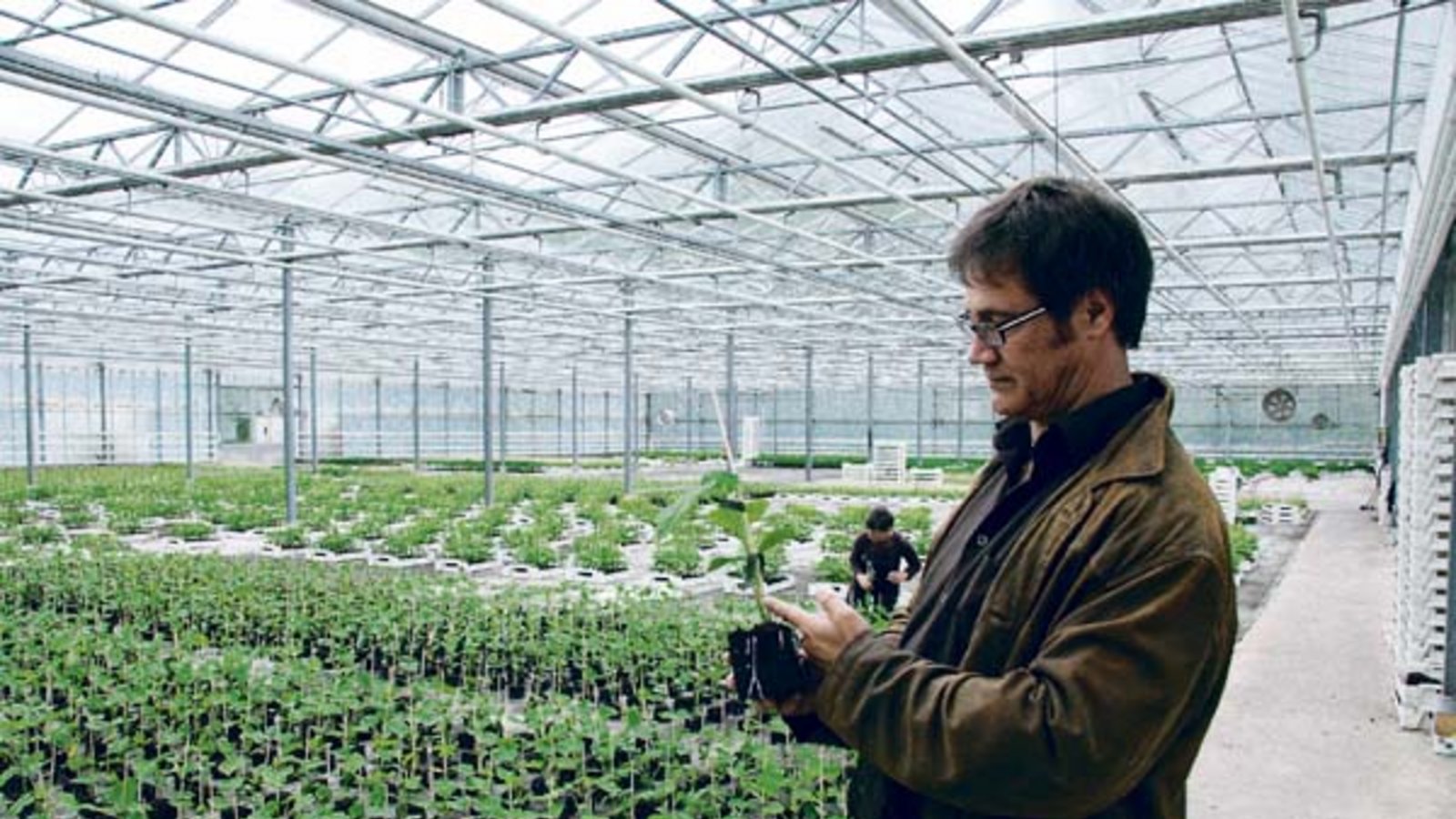 Uli Natterer begutachtet die Gurkenpflanze. Foto: Rücker
