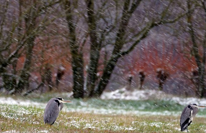 Erinnerung an das Wochenende: Die Graureiher scheinen den Kopf einzuziehen und stehen mit dem Rücken zum Wind und Schneetreiben. <span class='image-autor'>Foto: Scharpf</span>