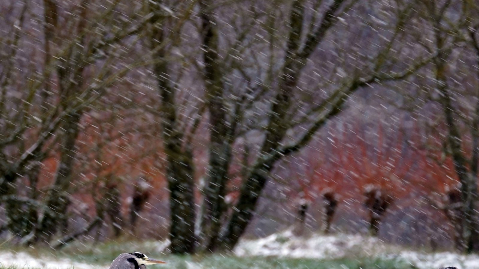 Erinnerung an das Wochenende: Die Graureiher scheinen den Kopf einzuziehen und stehen mit dem Rücken zum Wind und Schneetreiben. Foto: Scharpf Erinnerung an das Wochenende: Die Graureiher scheinen den Kopf einzuziehen und stehen mit dem Rücken zum Wind und Schneetreiben. Foto: Scharpf