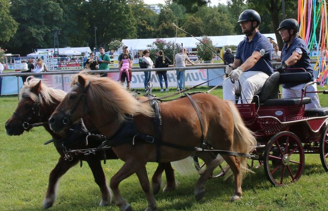 Ihre Geschicklichkeit beweisen die kleinen Shetlandponys bei der Shetty Sport Süd. <span class='image-autor'>Fotos: Kalb (1)/Mross</span>