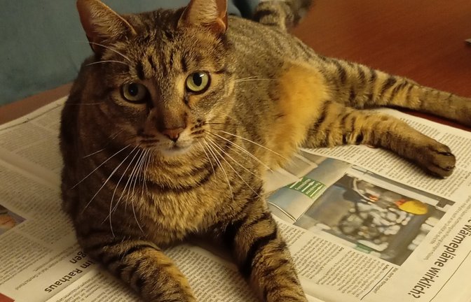 Jetzt ist Schluss mit der Zeitungslektüre: Unsere Leserin Annelore Roll hat uns diesen Schnappschuss von Kater Mogli geschickt.