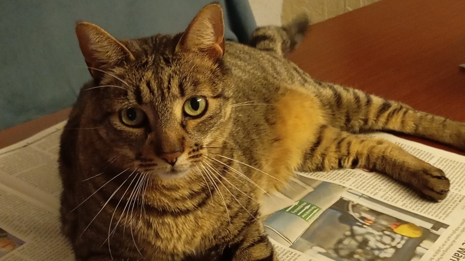 Jetzt ist Schluss mit der Zeitungslektüre: Unsere Leserin Annelore Roll hat uns diesen Schnappschuss von Kater Mogli geschickt.