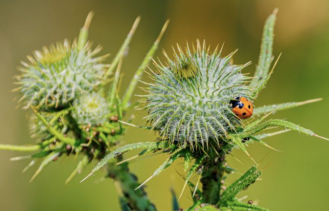 Marienkäfer erklimmt Distel: Um die Vielfalt der Tier- und Pflanzenwelt geht es am Mittwoch beim Vortrag im Zaberfelder Naturparkzentrum. <span class='image-autor'>Foto: Frank Zisler</span>