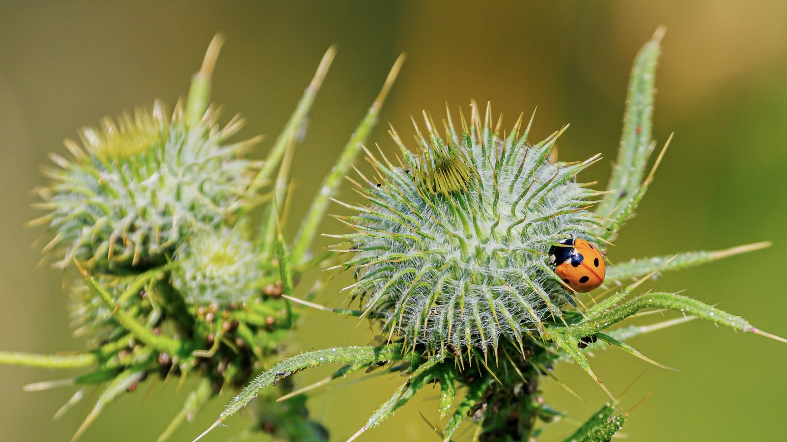 Marienkäfer erklimmt Distel: Um die Vielfalt der Tier- und Pflanzenwelt geht es am Mittwoch beim Vortrag im Zaberfelder Naturparkzentrum. Foto: Frank Zisler