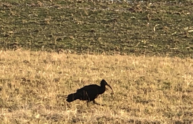 Unter Vogelkundlern ist diese Aufnahme eine kleine Sensation. Waldrapp Roberto bei seinem Aufenthalt in Sachsenheim.  <span class='image-autor'>Foto: Schurr</span>